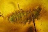 Fossil Crane Fly (Tipulidae) & Millipede (Polyxenidae) In Baltic Amber #170066-1